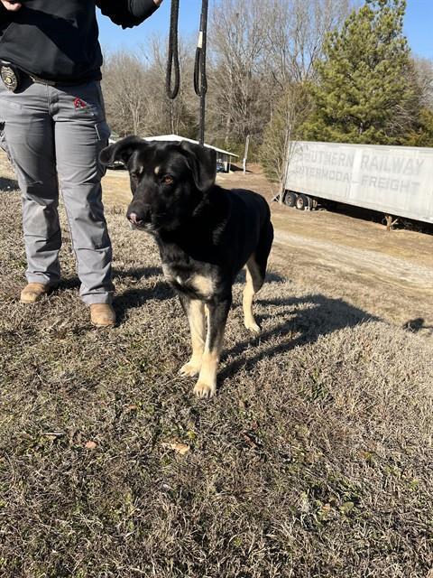 LUCIEN, Adoptable, Young Male German Shepherd Dog & Labrador Retriever.