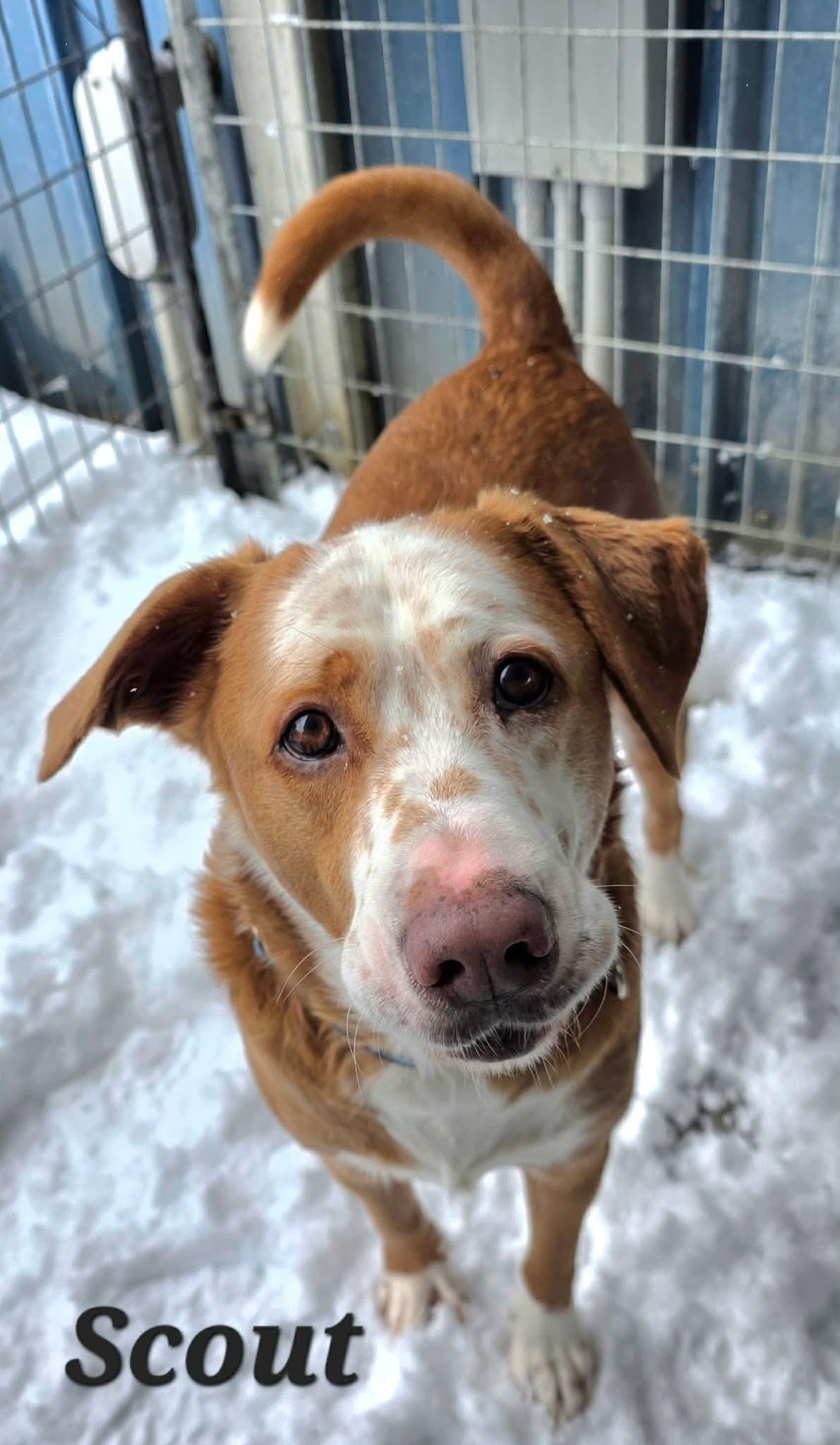 Enlarge Scout, a Adoptable mixed breed in Detroit Lakes, MN image 1/3