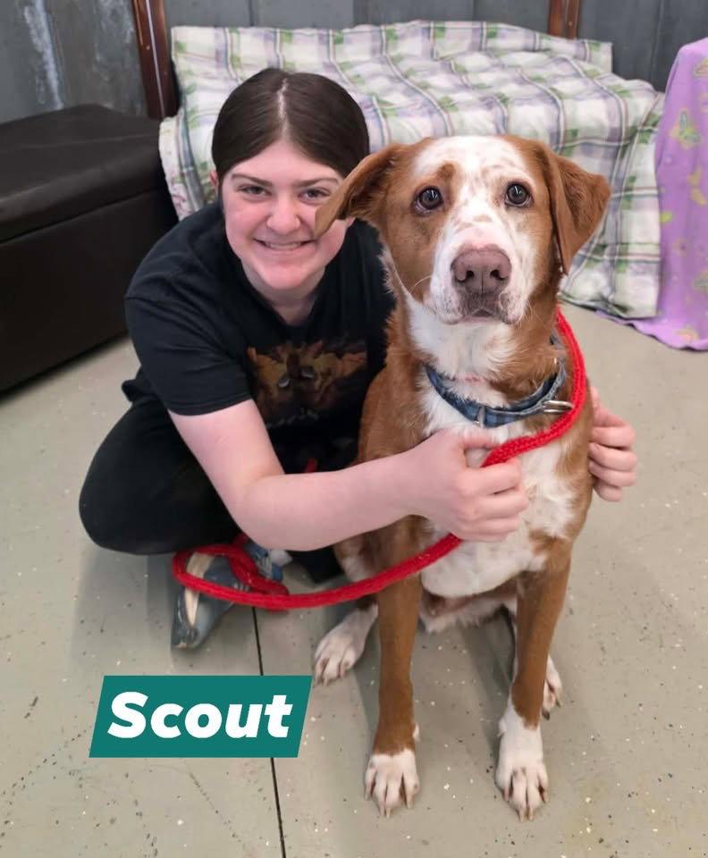 Enlarge Scout, a Adoptable mixed breed in Detroit Lakes, MN image 2/3