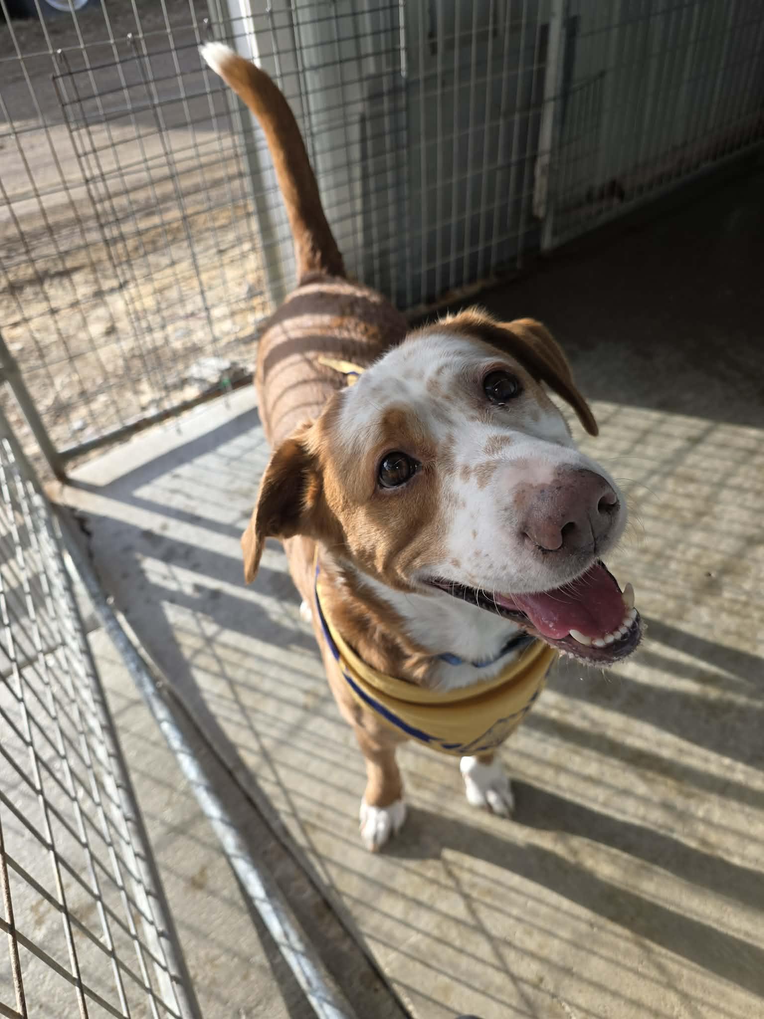 Enlarge Scout, a Adoptable mixed breed in Detroit Lakes, MN image 3/3