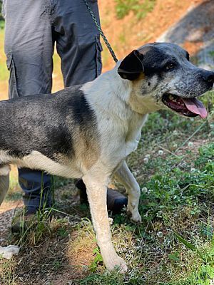 LlL G. (Little Giant), Adoptable, Adult Male Shepherd & Hound.
