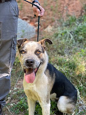 LlL G. (Little Giant), a Adoptable mixed breed in Broadalbin, NY image 2/12