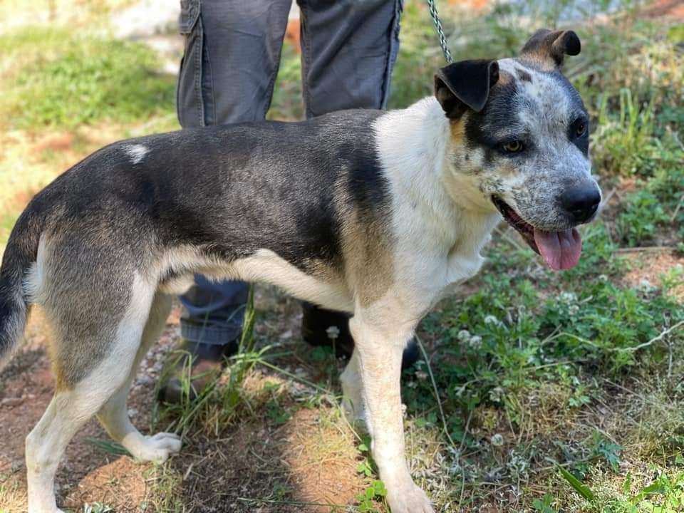 LlL G. (Little Giant), a Adoptable mixed breed in Broadalbin, NY image 3/12