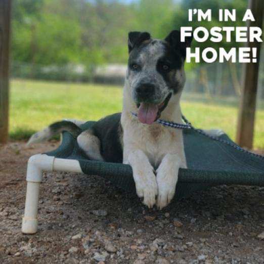 LlL G. (Little Giant), a Adoptable mixed breed in Broadalbin, NY image 4/12