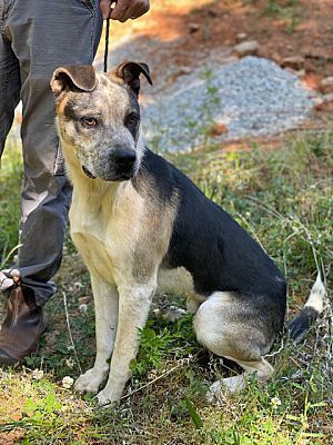 LlL G. (Little Giant), a Adoptable mixed breed in Broadalbin, NY image 5/12
