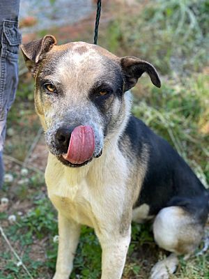 LlL G. (Little Giant), a Adoptable mixed breed in Broadalbin, NY image 6/12