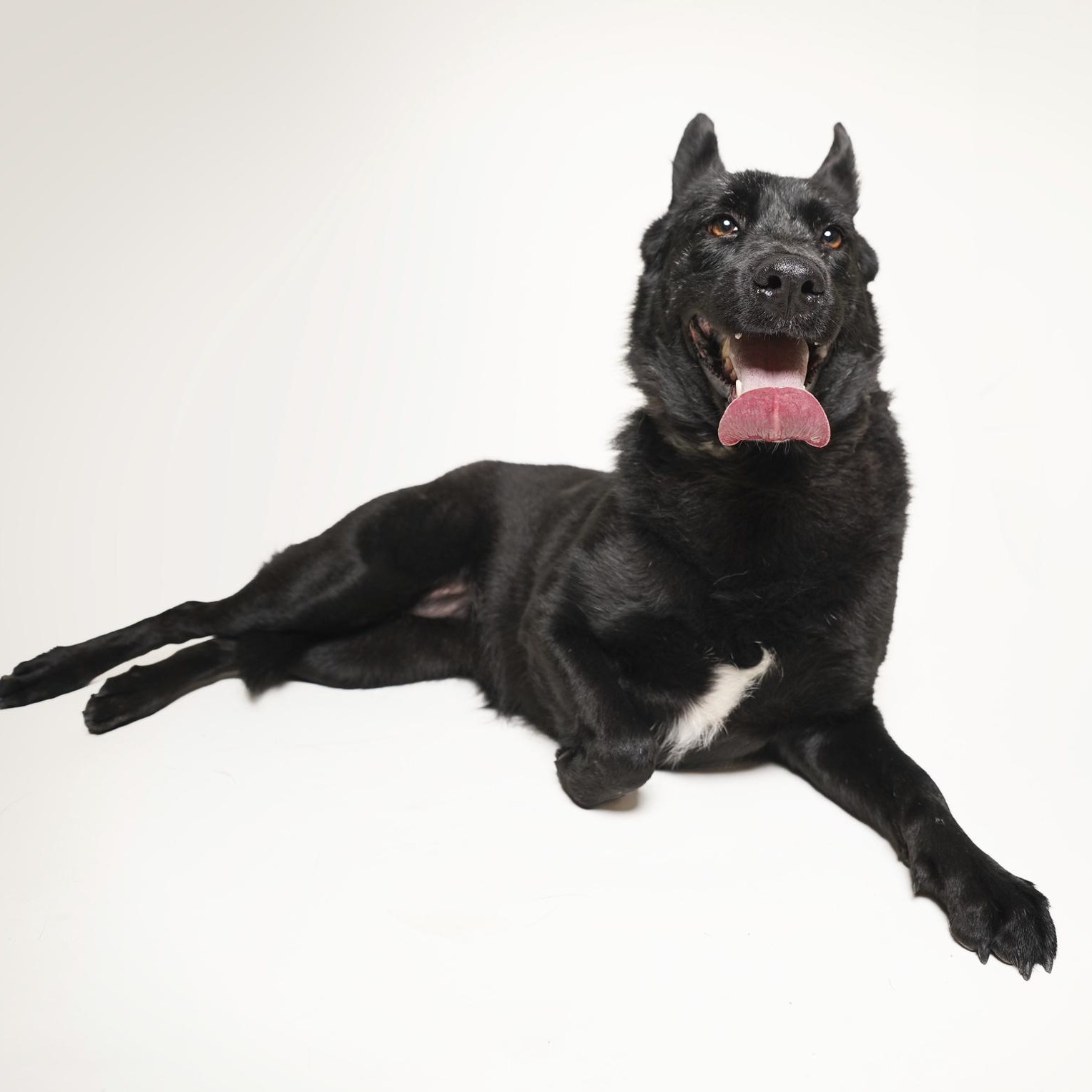 Stevie Nicks, an adopted mixed breed in North Vancouver, BC image 4/6