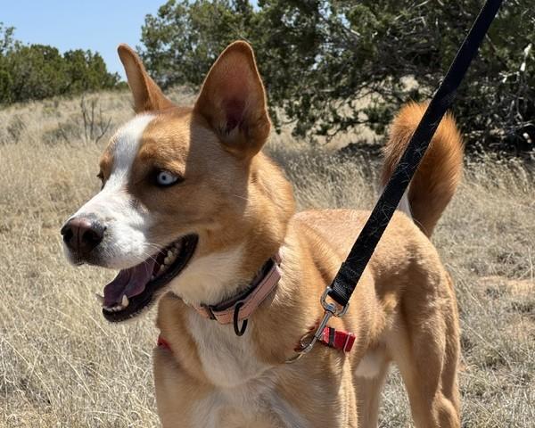 MOOSE, Adoptable, Adult Male Mixed Breed.