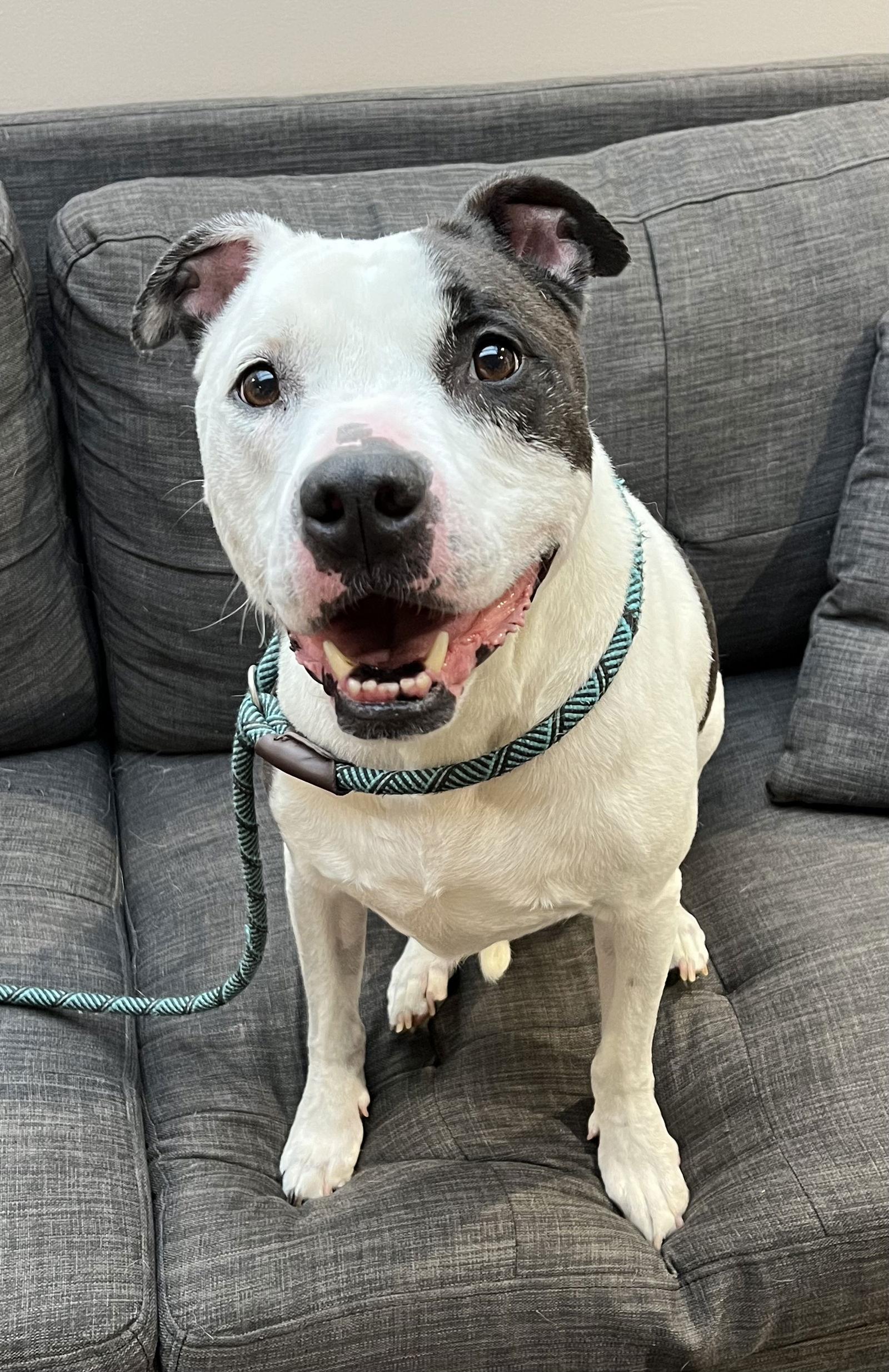 Ace, Adoptable, Adult Male Pit Bull Terrier.