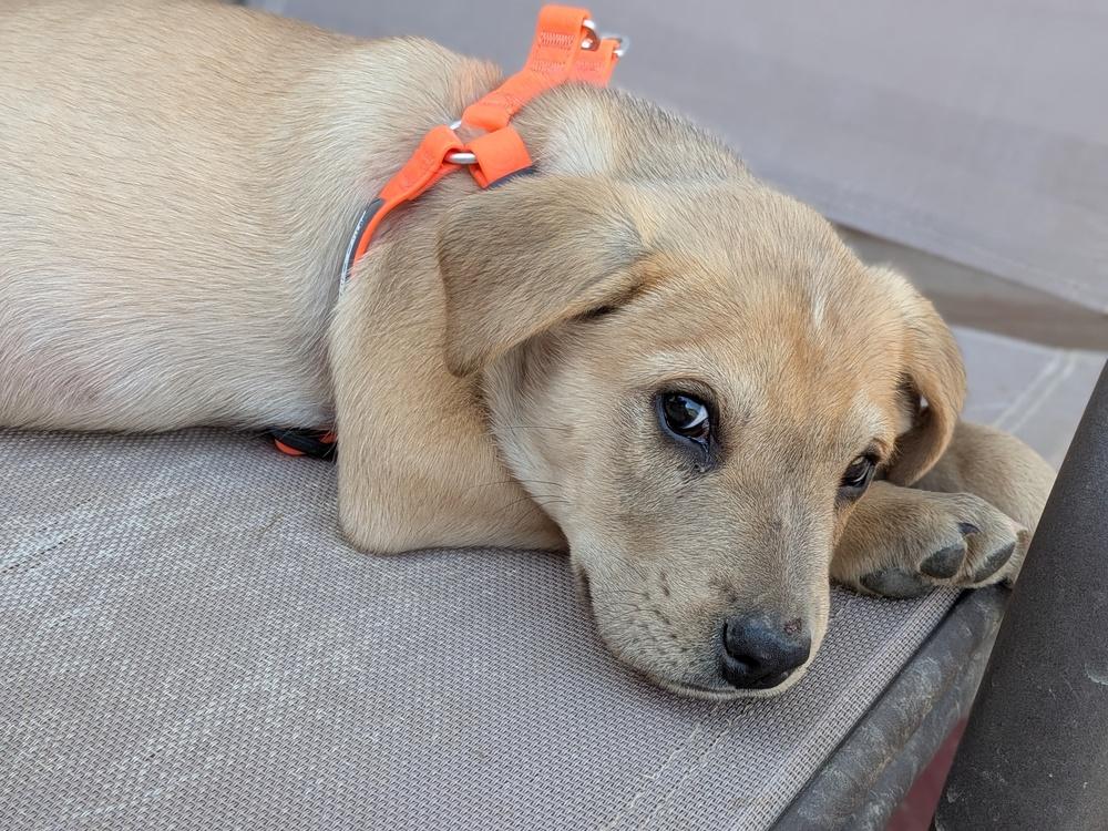 Enlarge Caramel, a Adoptable mixed breed in Statesville, NC image 1/1