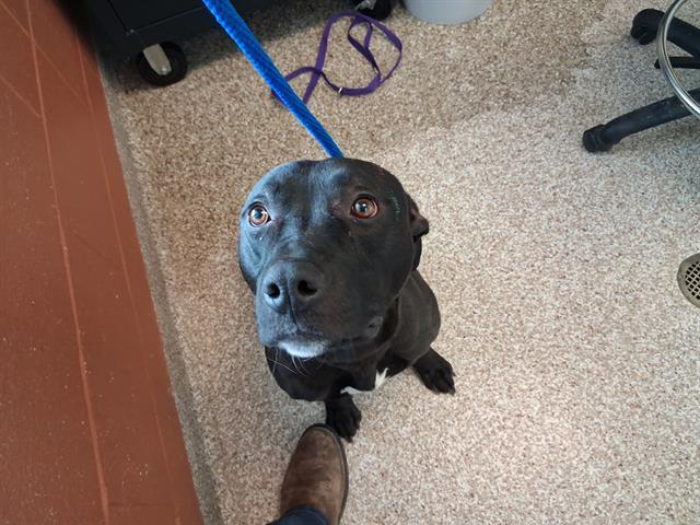 GUS, Adoptable, Adult Male Pit Bull Terrier.