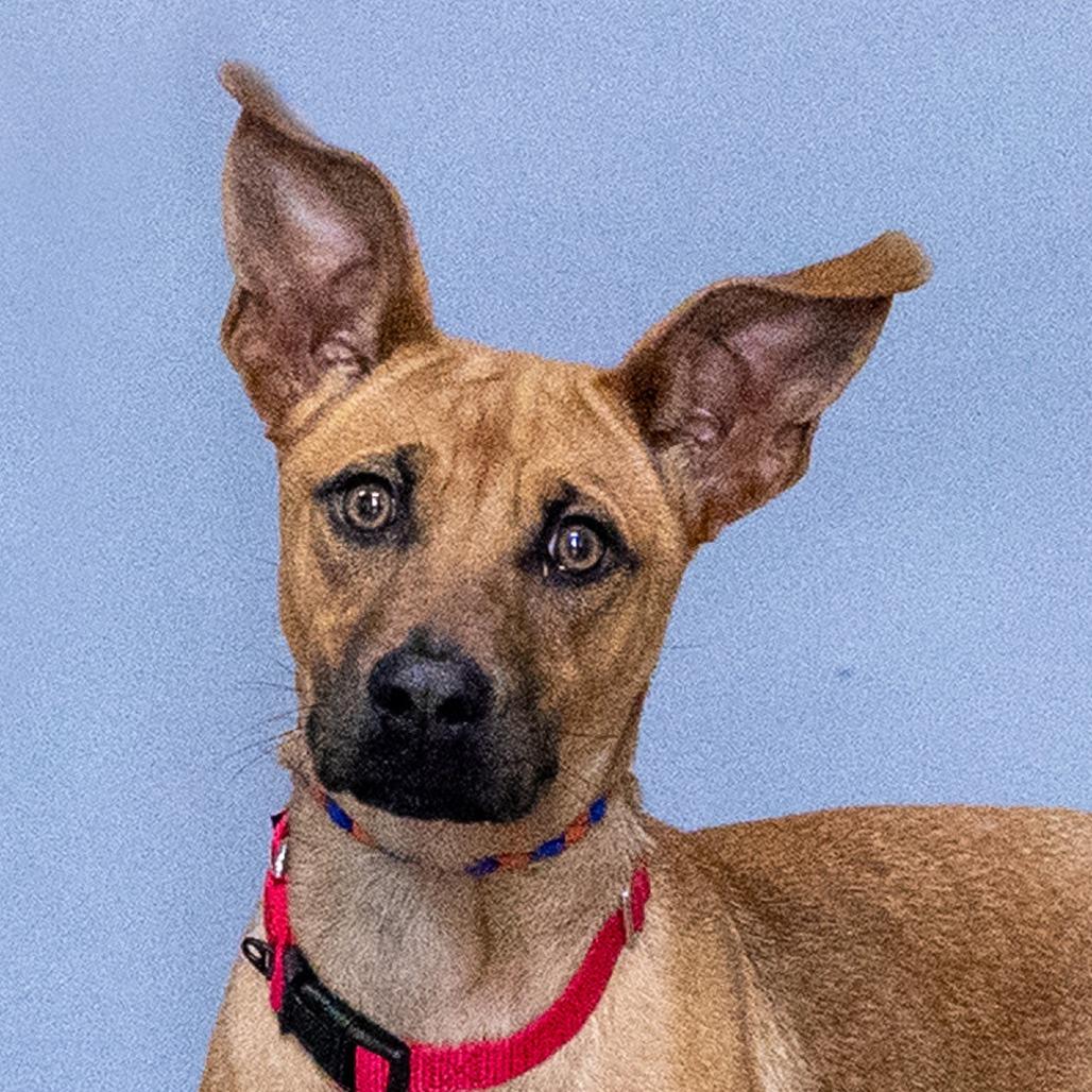 Enlarge Fern, a Adoptable Mixed Breed in Council Bluffs, IA image 1/4