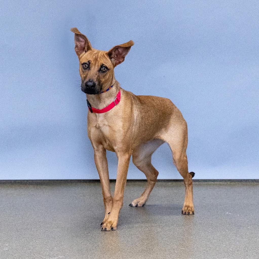 Enlarge Fern, a Adoptable Mixed Breed in Council Bluffs, IA image 2/4