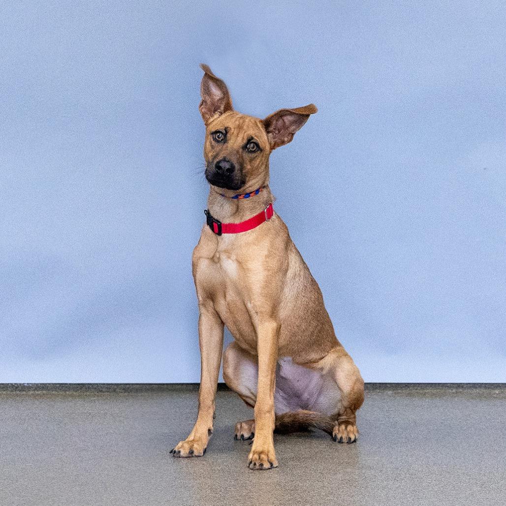 Enlarge Fern, a Adoptable Mixed Breed in Council Bluffs, IA image 3/4