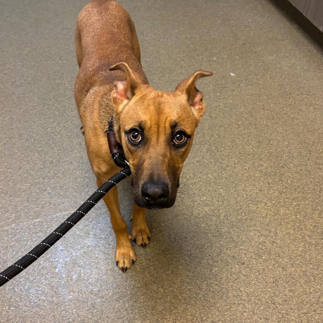 Enlarge Fern, a Adoptable Mixed Breed in Council Bluffs, IA image 4/4