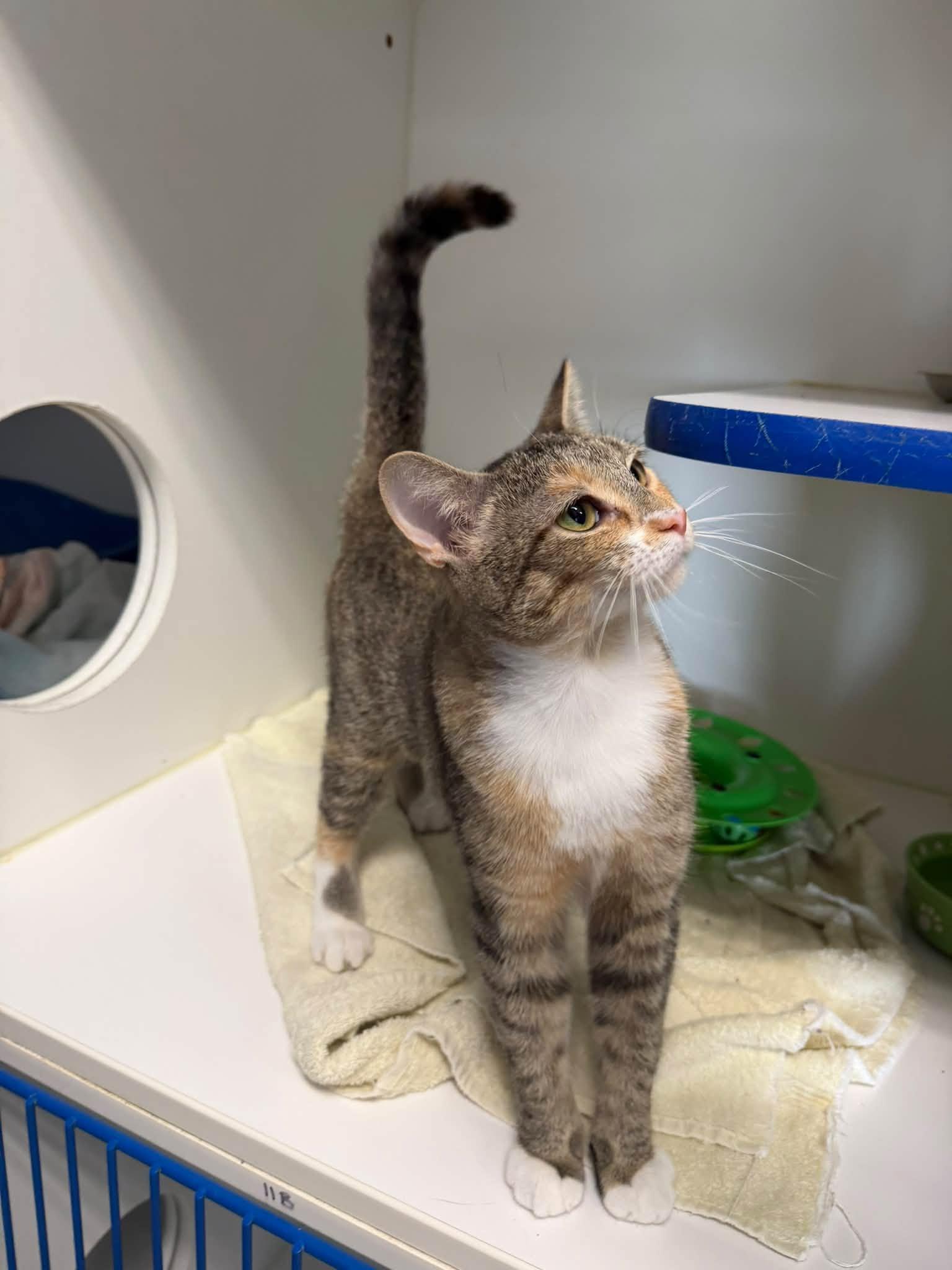 Bear, Adoptable, Young Female Domestic Short Hair.