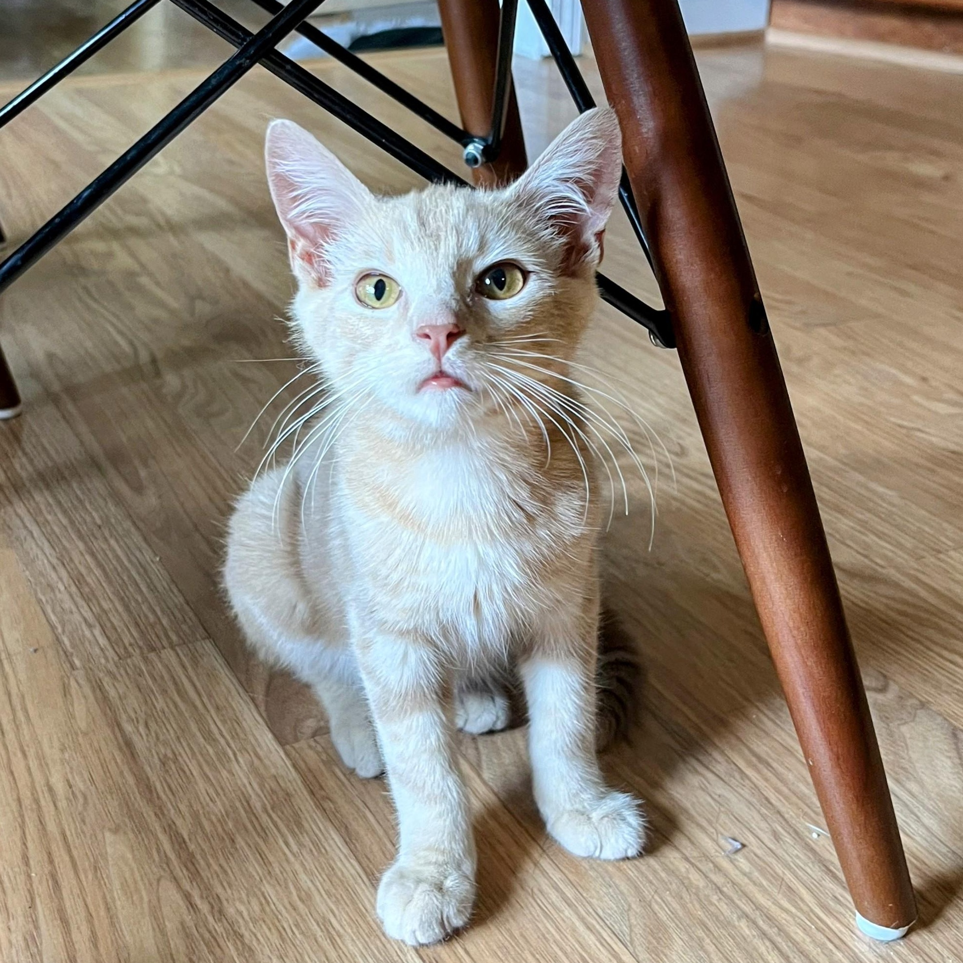 Apollo