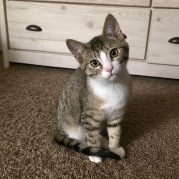 Galley, Marlin, Spice, and Marbles