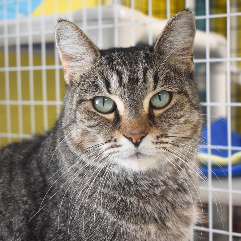 Enlarge Norma, a Adoptable mixed breed in Saint Petersburg, FL image 1/1