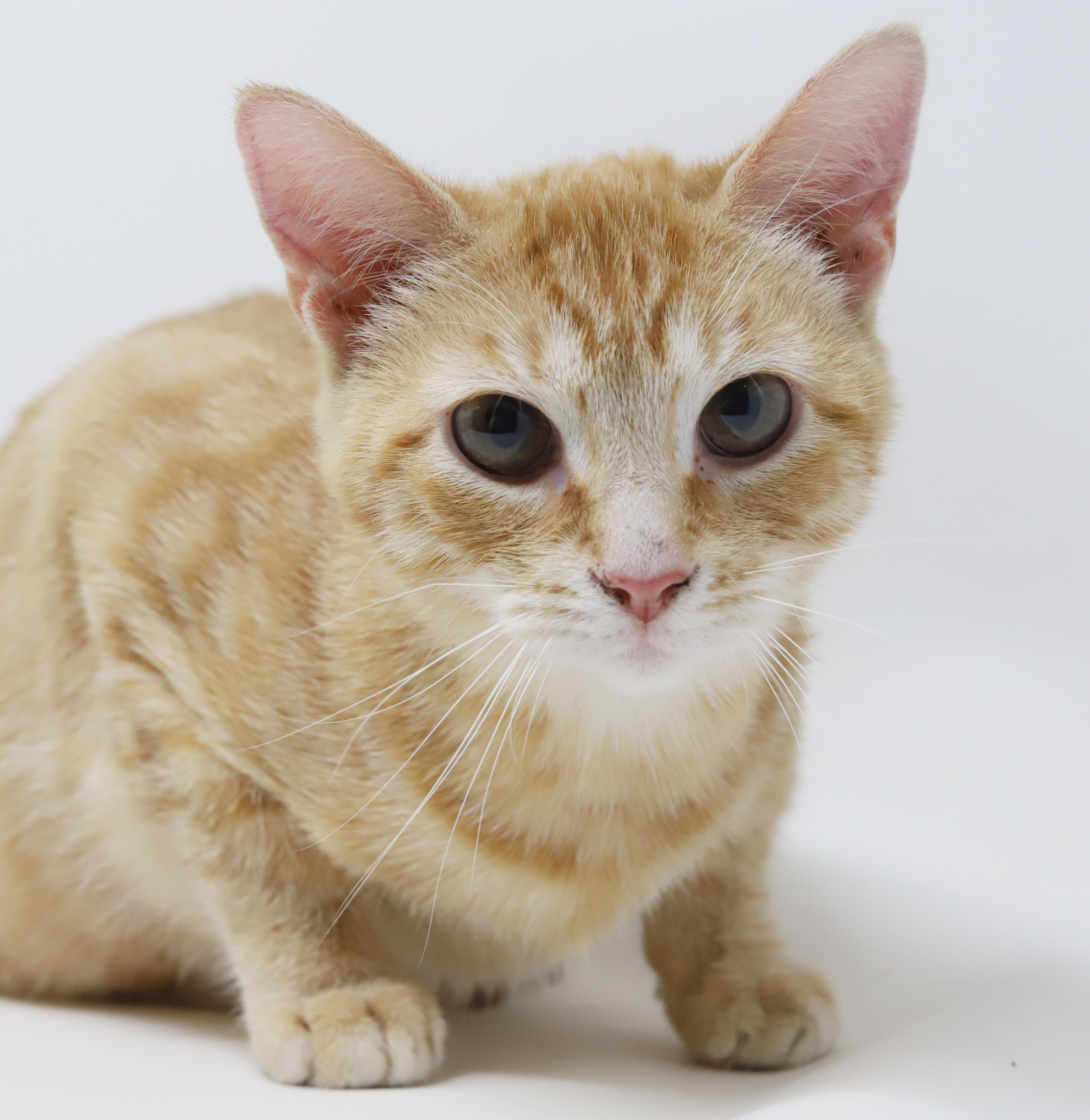 Enlarge Phineas and Ferb - bonded bro kittens!  WOW so handsome!, a Adoptable Tabby in Bedford Hills, NY image 2/6