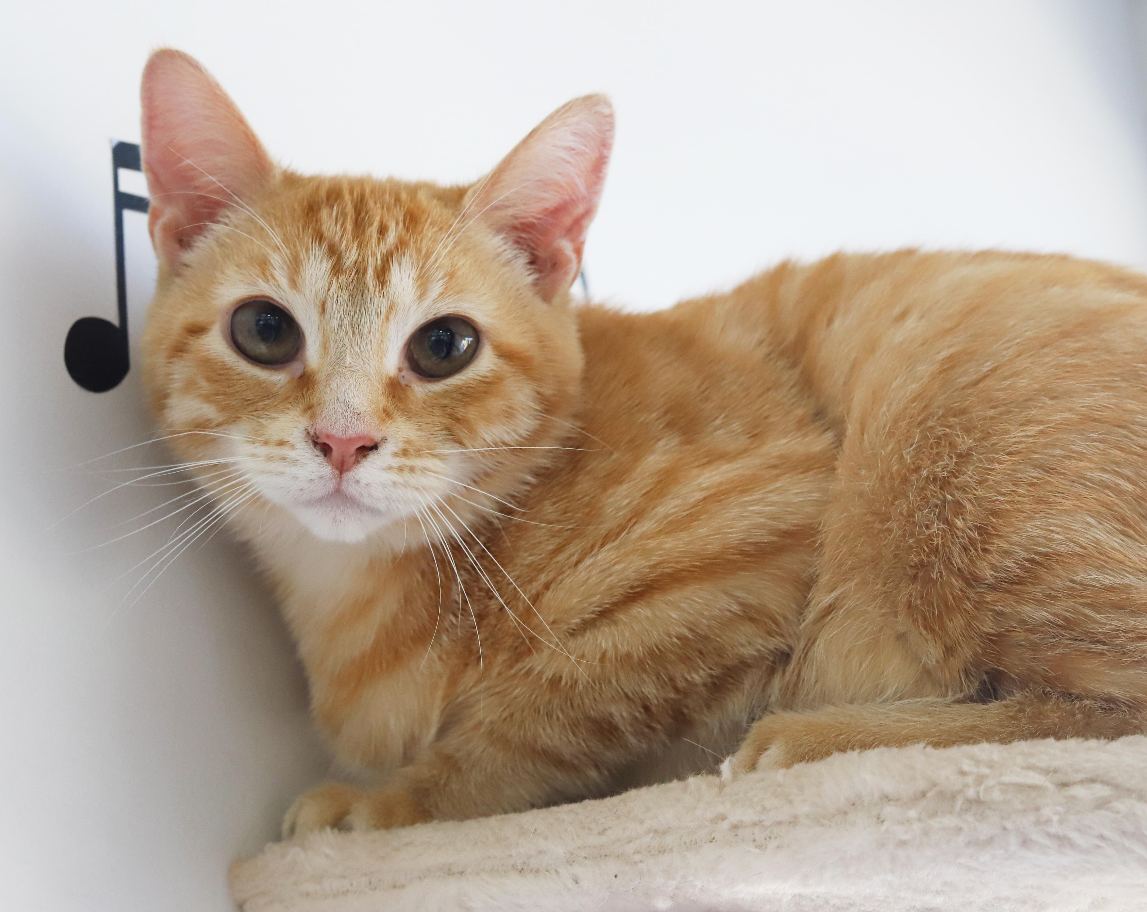 Phineas and Ferb - bonded bro kittens!  WOW so handsome!, Adoptable, Kitten Male Tabby.