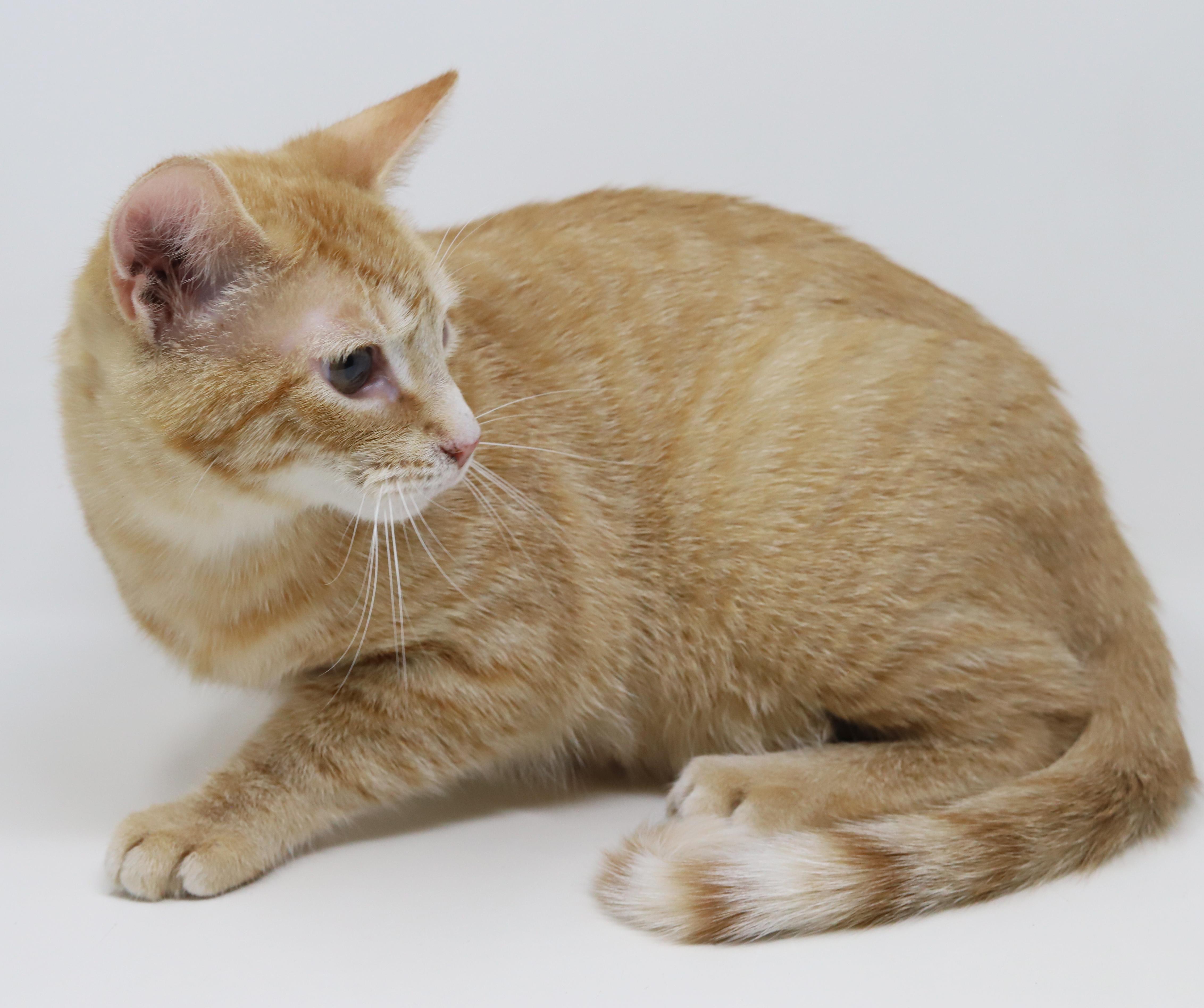 Enlarge Phineas and Ferb - bonded bro kittens!  WOW so handsome!, a Adoptable Tabby in Bedford Hills, NY image 4/6