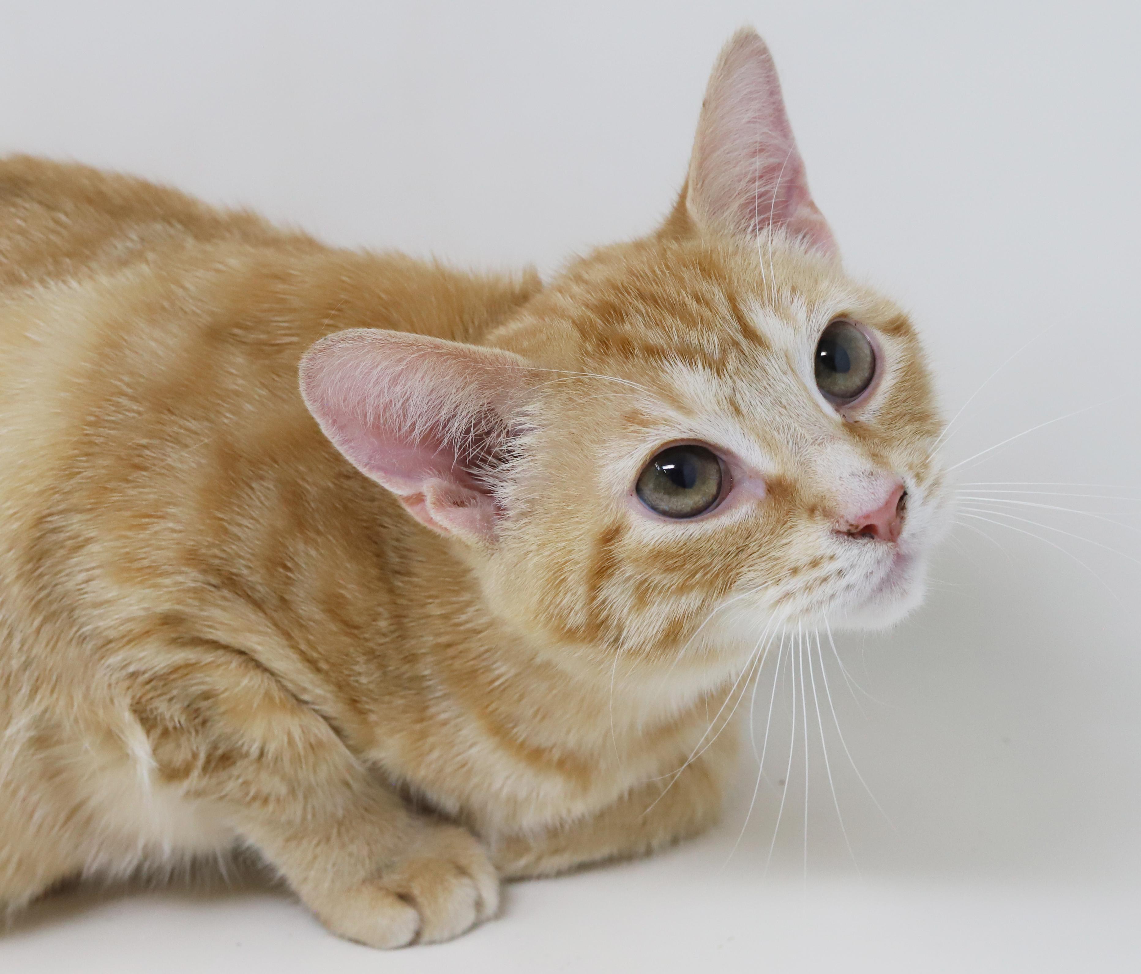 Enlarge Phineas and Ferb - bonded bro kittens!  WOW so handsome!, a Adoptable Tabby in Bedford Hills, NY image 6/6