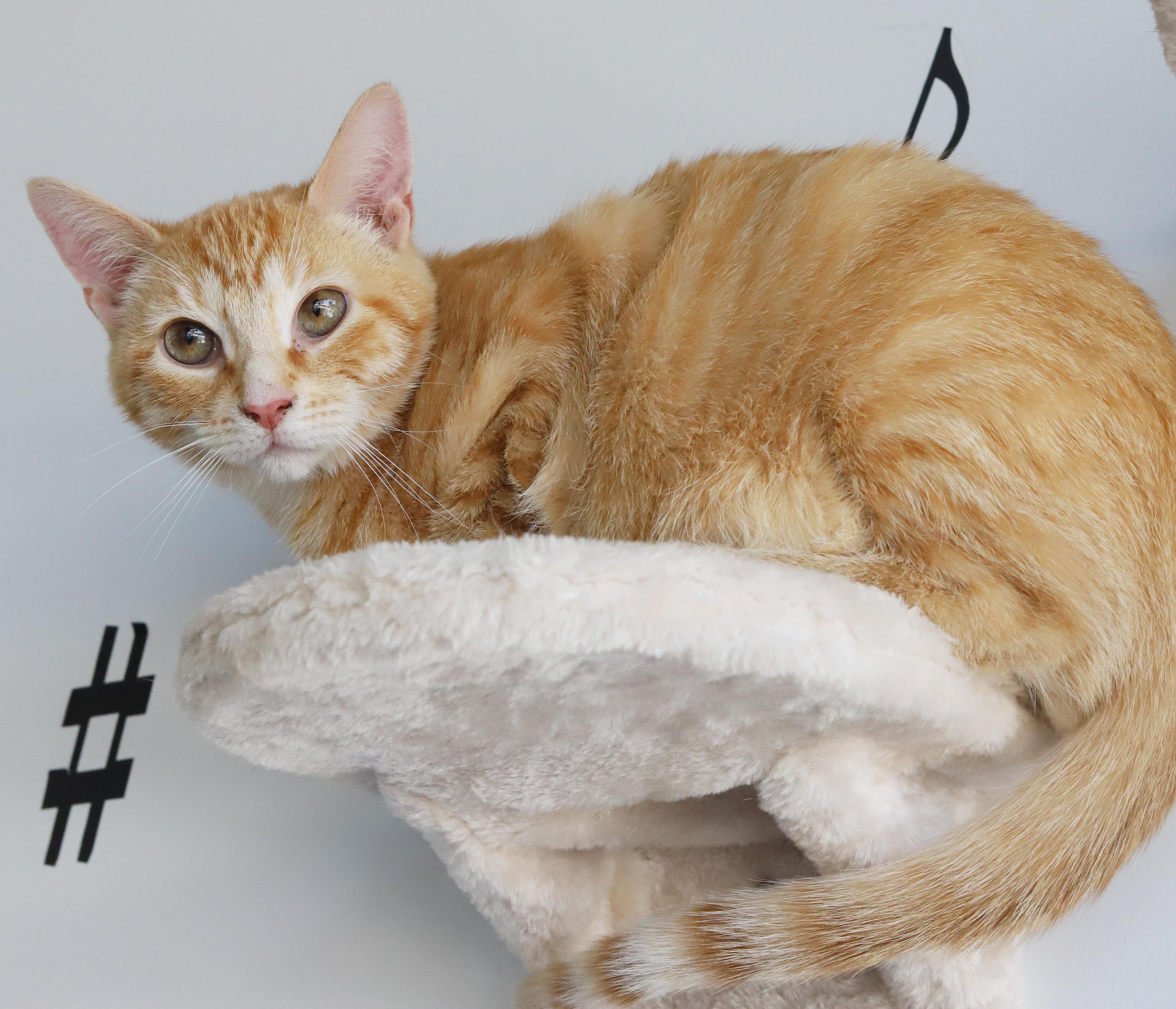 Enlarge Phineas and Ferb - bonded bro kittens!  WOW so handsome!, a Adoptable Tabby in Bedford Hills, NY image 3/6