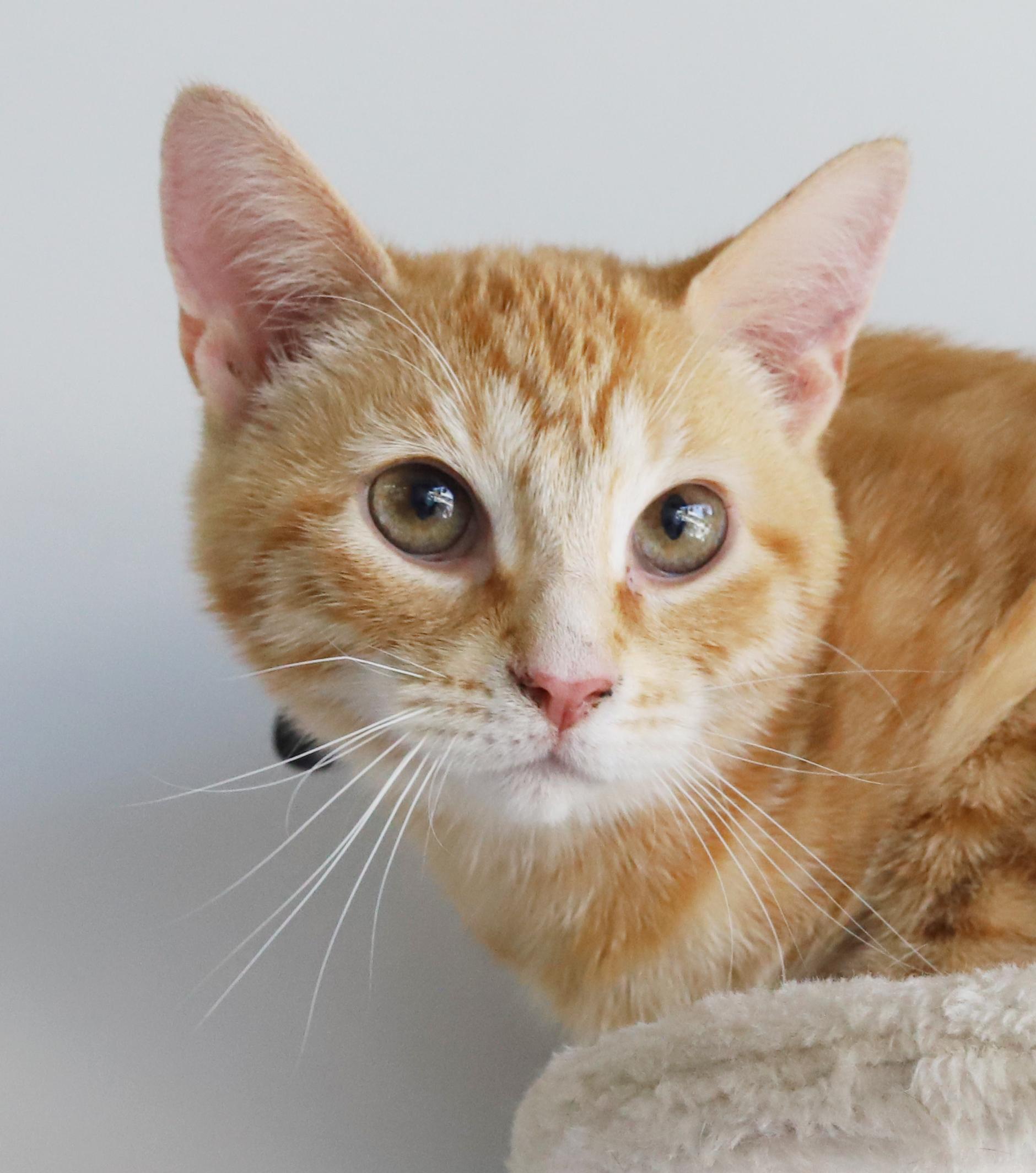 Enlarge Phineas and Ferb - bonded bro kittens!  WOW so handsome!, a Adoptable Tabby in Bedford Hills, NY image 5/6