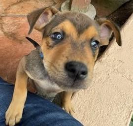 Johnny, Adoptable, Puppy Male Mixed Breed.