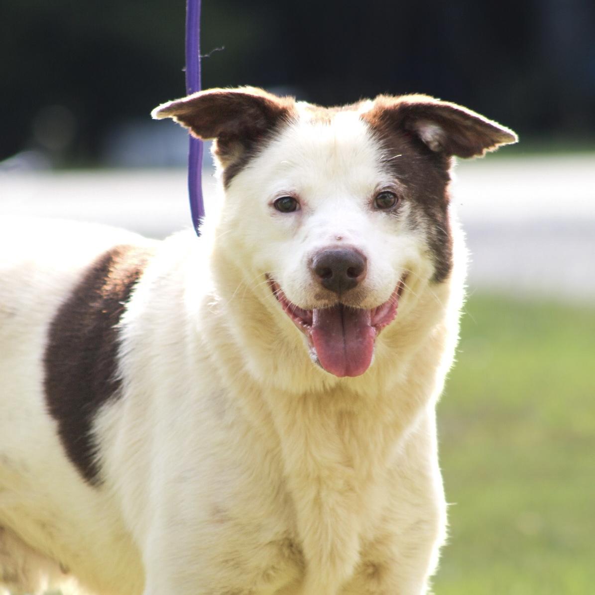 Enlarge Dave, a Adoptable mixed breed in Port Byron , NY image 4/6