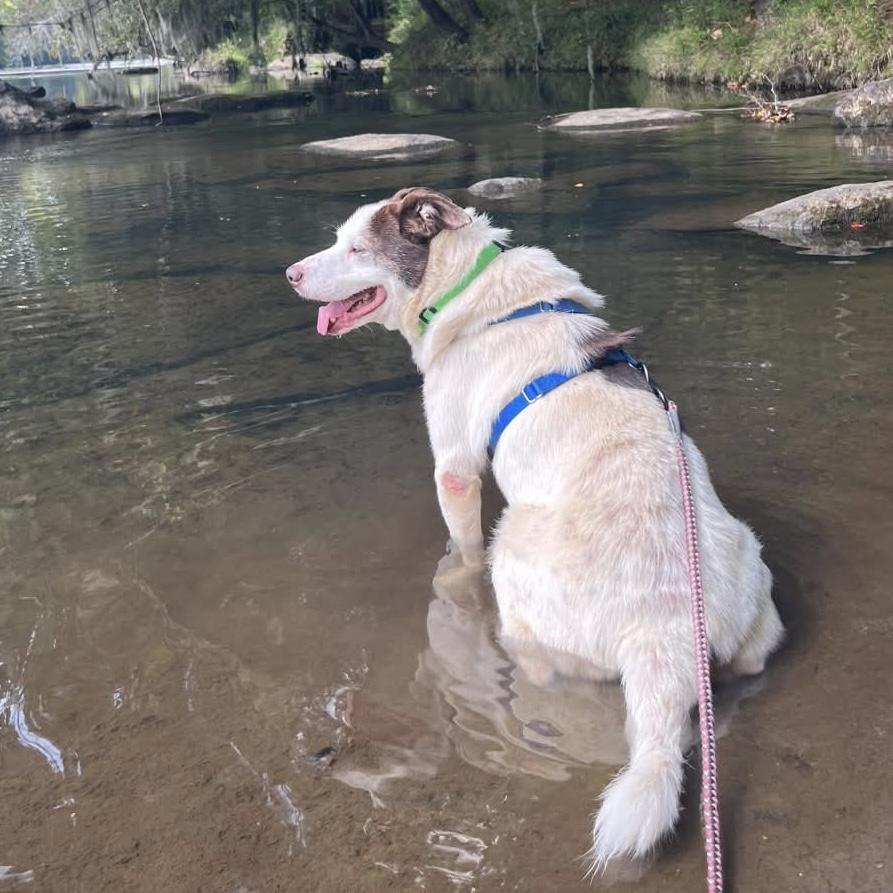 Enlarge Dave, a Adoptable mixed breed in Port Byron , NY image 3/6