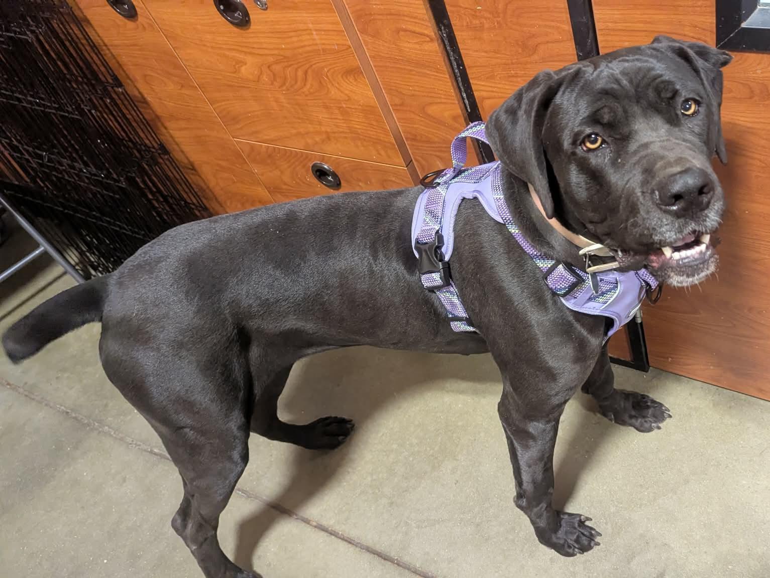 Enlarge Circe- Taking Applications Only , a ADOPTABLE mixed breed in Baton Rouge, LA image 2/3