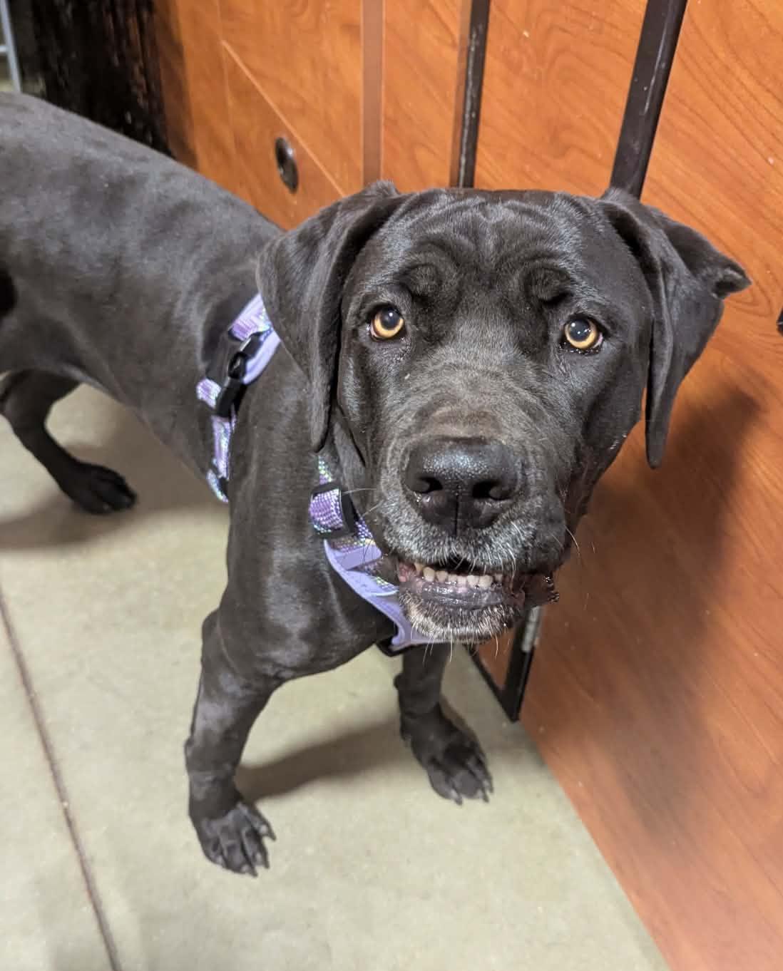 Circe- Taking Applications Only , ADOPTABLE, Young Female Great Dane.