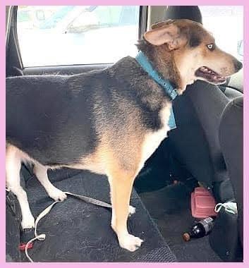 Blue, Adopted, Adult Female Shepherd.