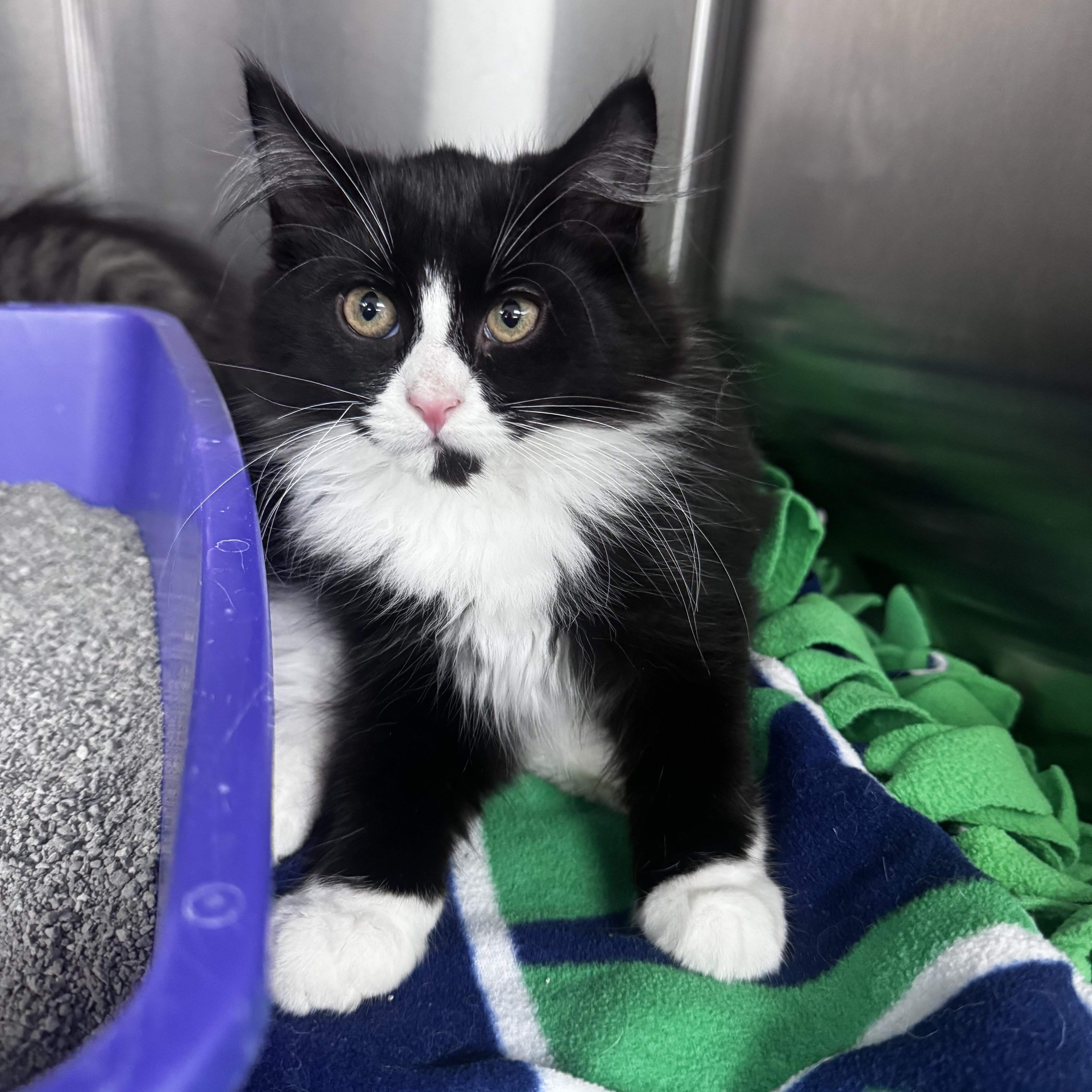 Enlarge Hank, a ADOPTABLE Domestic Medium Hair in Pottsville, PA image 1/2