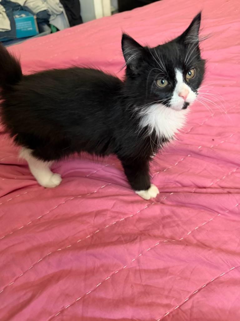 Enlarge Hank, a ADOPTABLE Domestic Medium Hair in Pottsville, PA image 2/2