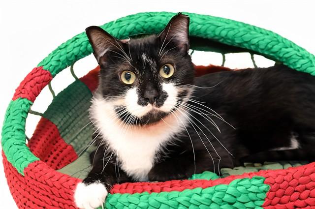 AMY, Adoptable, Adult Female Domestic Short Hair.