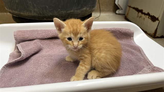 Enlarge FAKIR, a Adoptable mixed breed in Grand Prairie, TX image 1/1