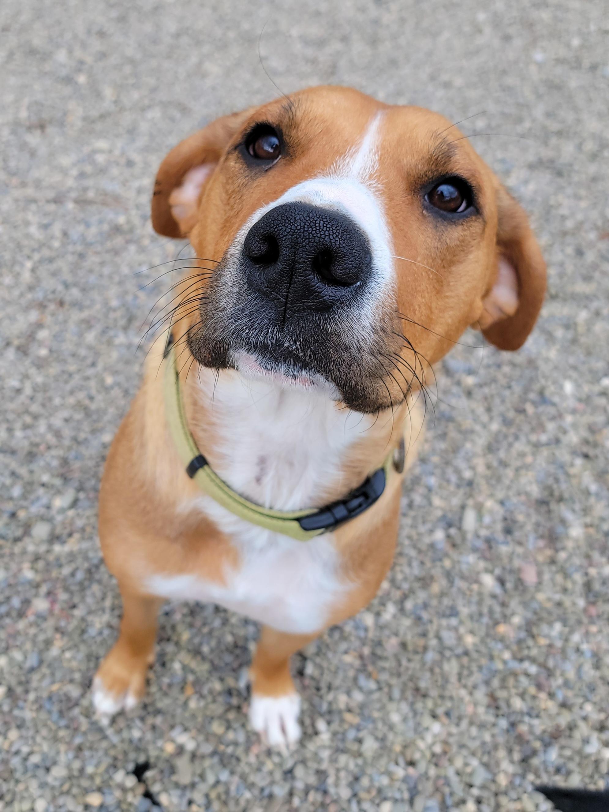Melon, an adoptable Labrador Retriever & Hound Mix in Hornell, NY_image-1