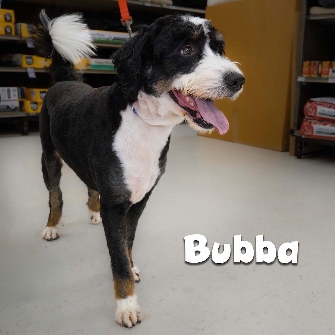 Bubba, Adopted, Young Male Bernese Mountain Dog.