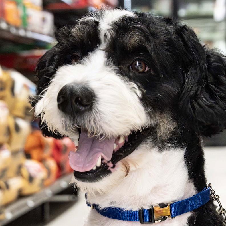 Enlarge Bubba, a Adopted Bernese Mountain Dog in Wilmington, NC image 2/2