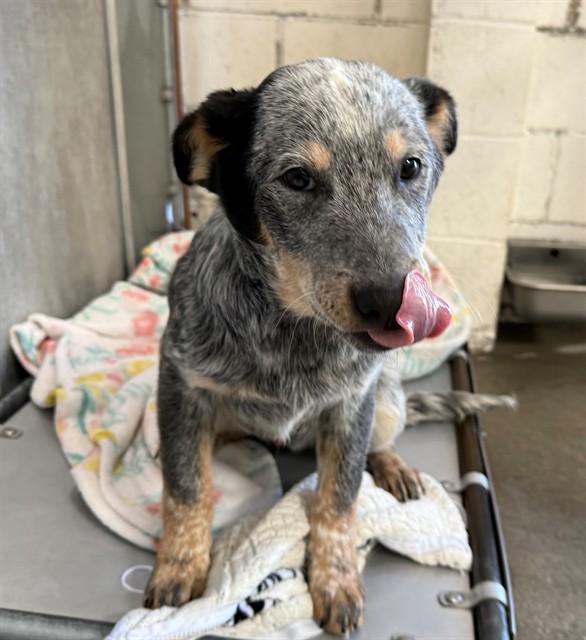 Enlarge BANDIT, a Adoptable Australian Cattle Dog / Blue Heeler in Lancaster, CA image 1/1