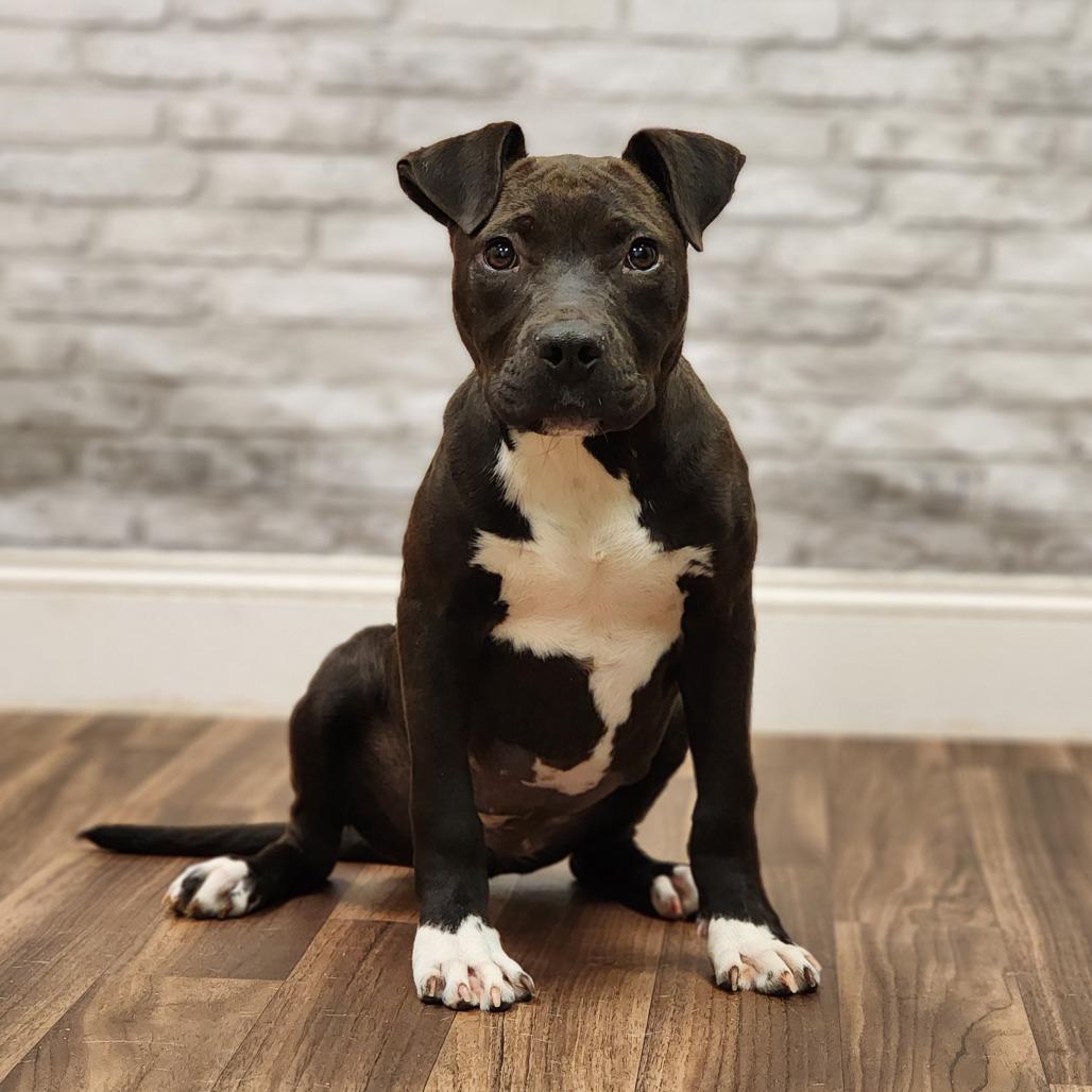 Kaytee, Adoptable, Young Female Terrier.