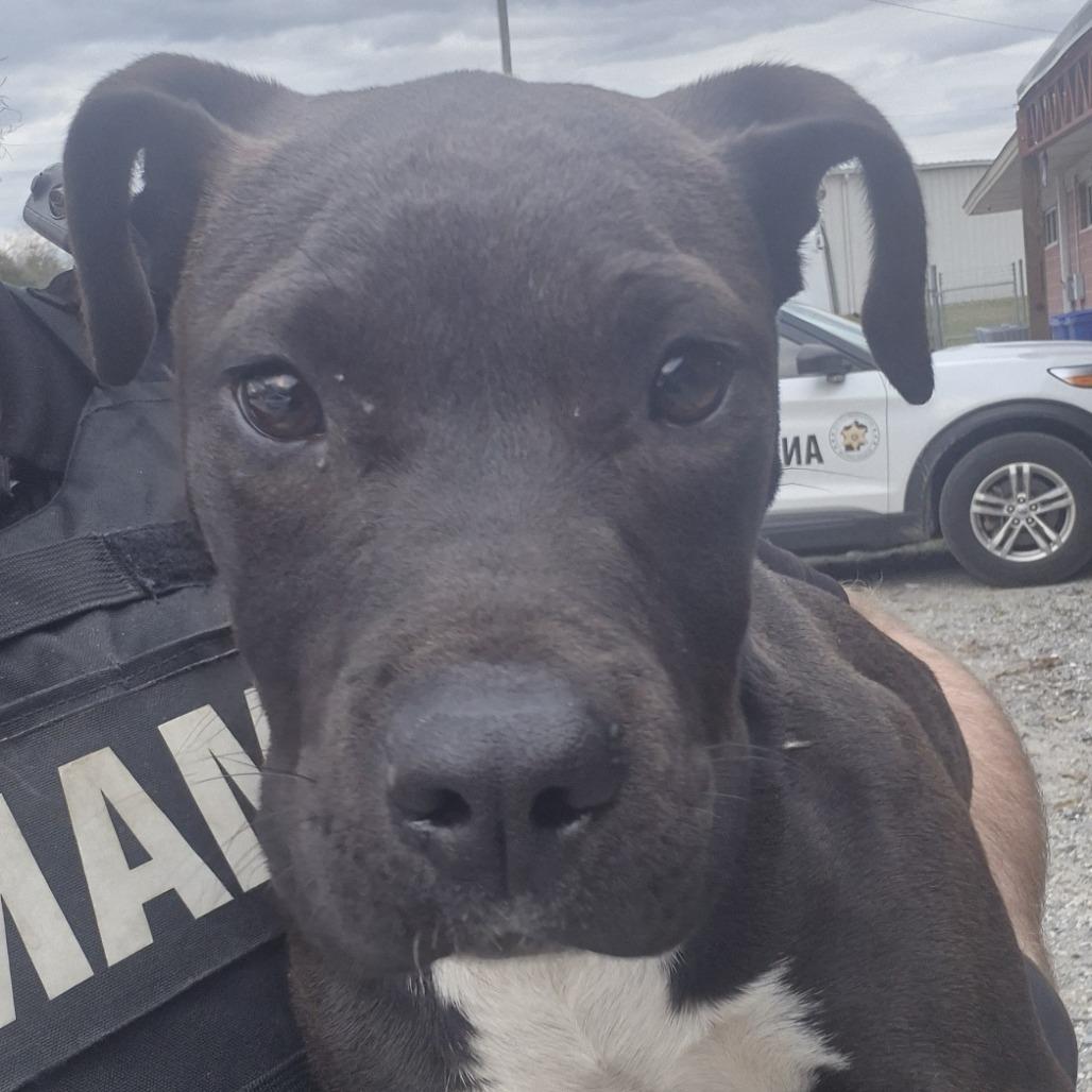 Enlarge Kaytee, a Adoptable mixed breed in Montgomery, AL image 2/2