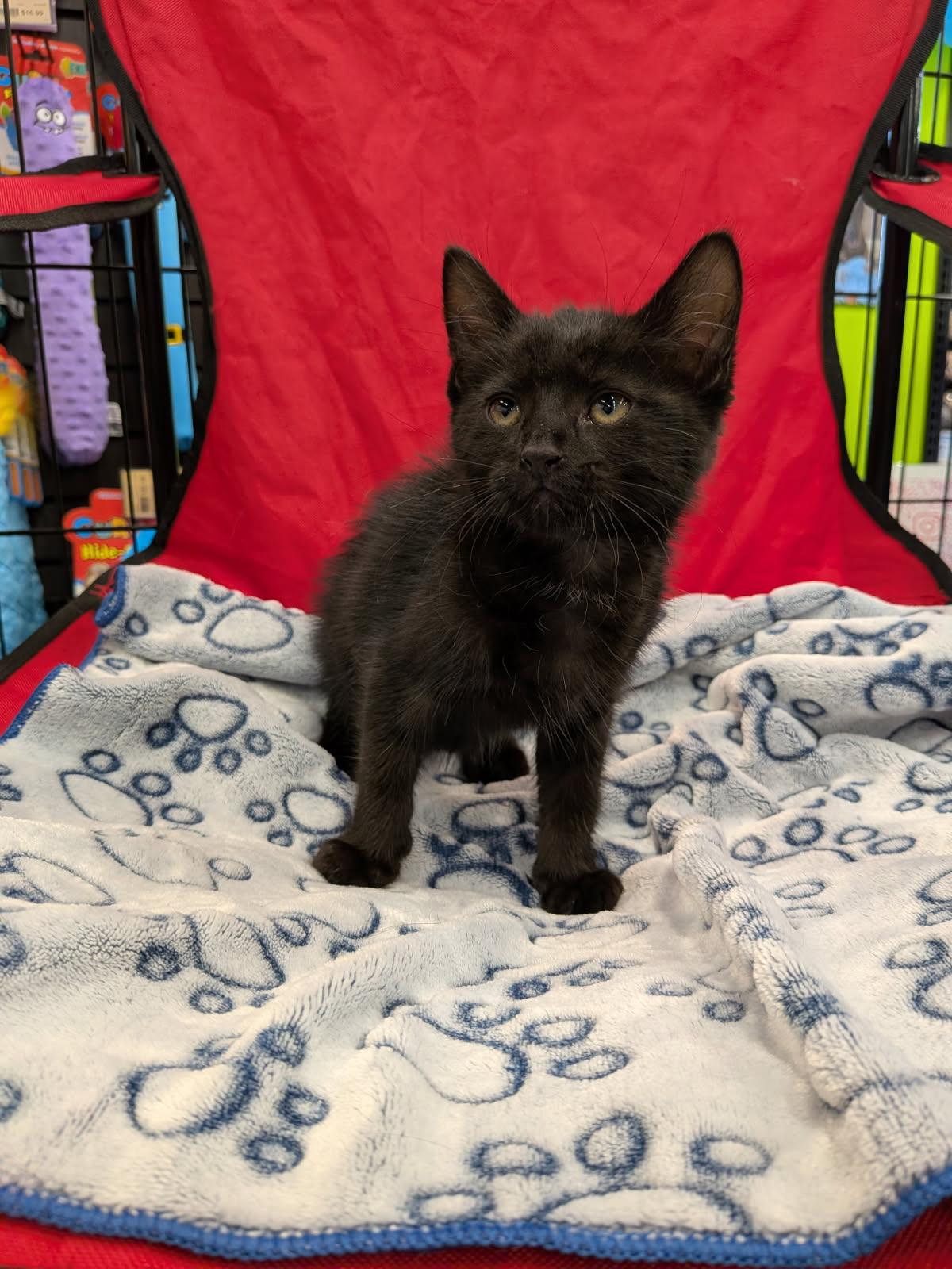 Enlarge Medallion - Preadoption ONLY, a Adoptable Domestic Short Hair in Chilliwack, BC image 1/1