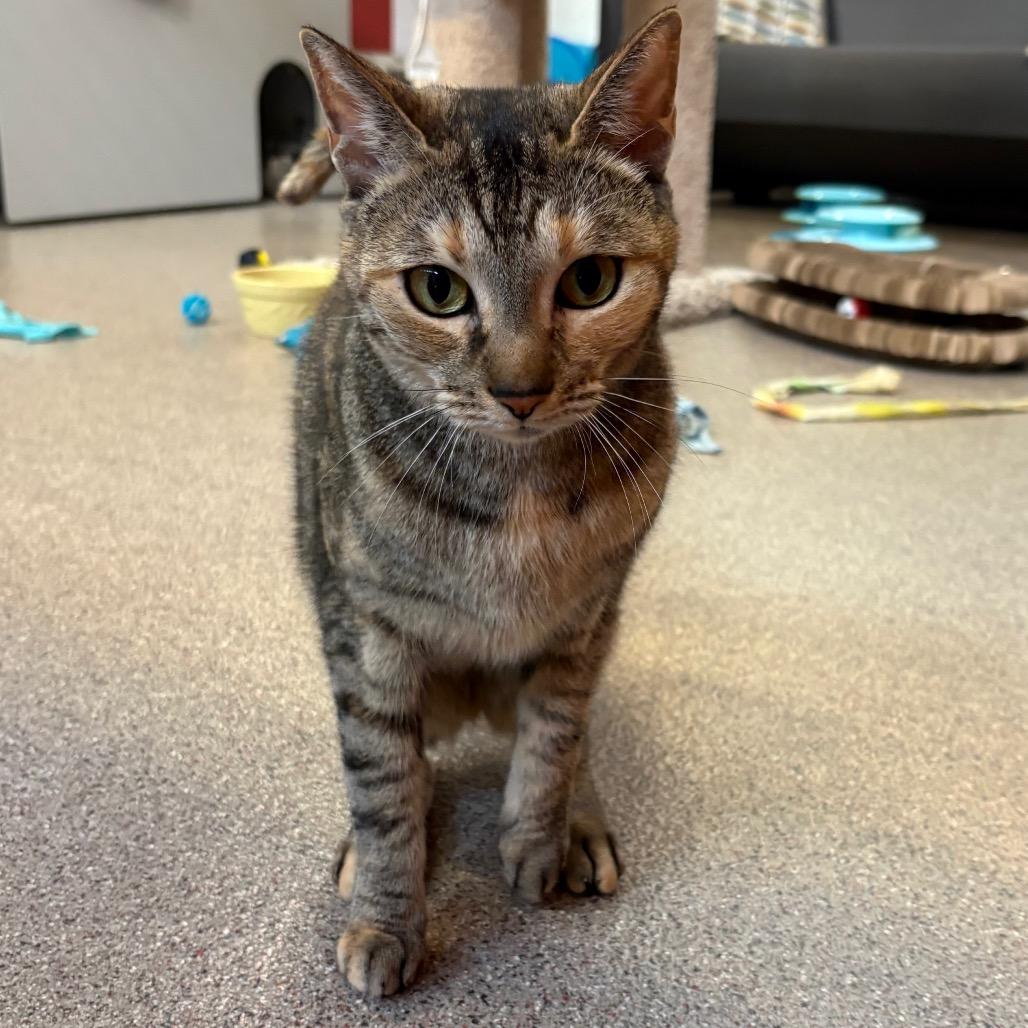 Enlarge Hope, a Adoptable Domestic Short Hair in Sarasota, FL image 1/4