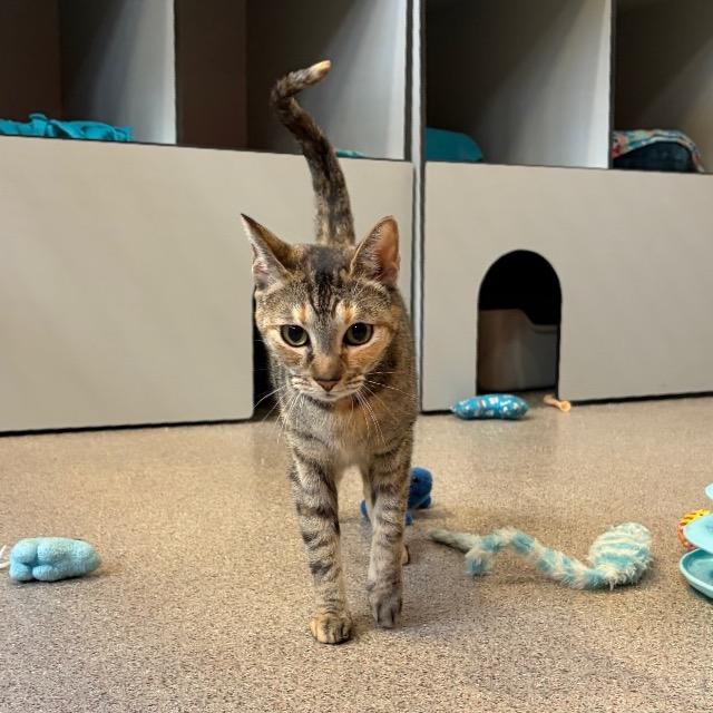 Hope, Adoptable, Adult Female Domestic Short Hair.