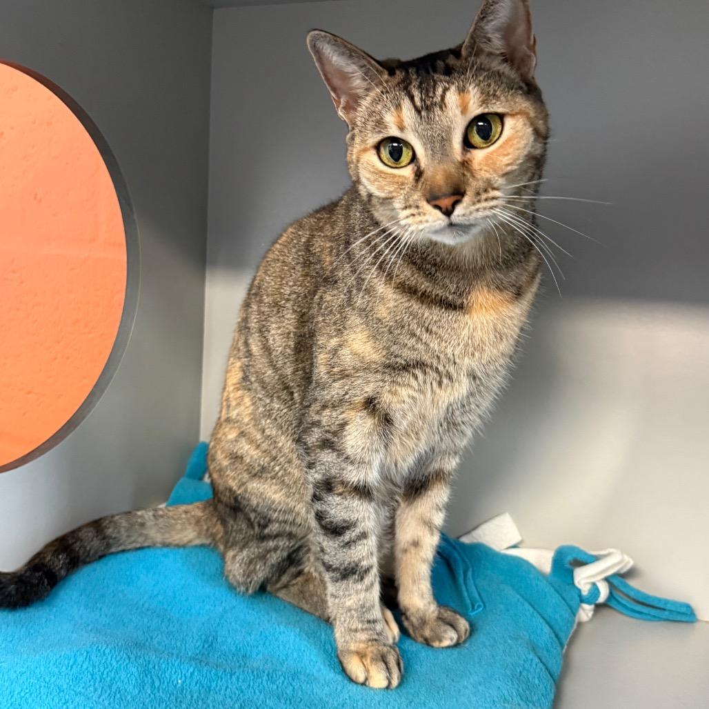 Enlarge Hope, a Adoptable Domestic Short Hair in Sarasota, FL image 2/3