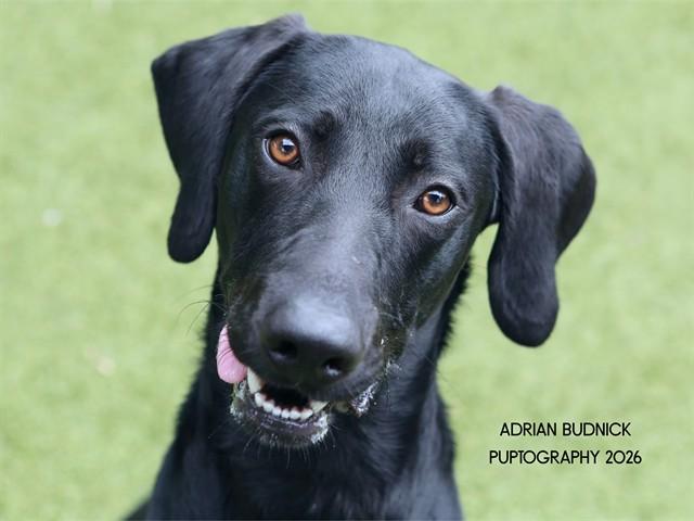 Carthage, a ADOPTABLE Mixed Breed in Nashville, TN image 1/2
